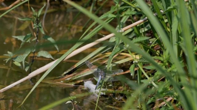 Lumix GX80 & Panasonic Lumix Tele Zoom 35 - 100mm F4.0 - 5.6 Video Foto Test смотреть онлайн