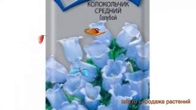 Колокольчик средний Голубой (goluboy) ? Голубой обзор: как сажать, семена колокольчика Голубой смотреть онлайн