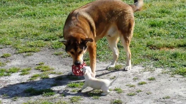Dog Sling'n... смотреть онлайн