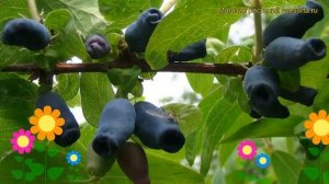 Жимолость съедобная Аврора. Краткий обзор, описание характеристик lonicera edulis Aurora