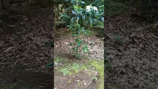 Вы знаете, как выглядит индийская сирень? Японский садик, красные рыбки и другое. смотреть онлайн