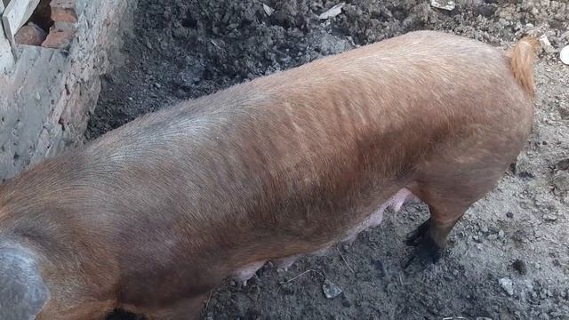 Обзор свиноматки на продажу смотреть онлайн