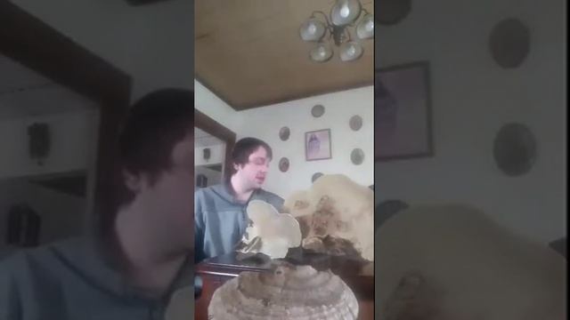 All you should know about the ARTIST CONK mushroom! смотреть онлайн
