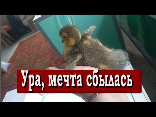 ИЗ КИЕВСКОГО ЯЙЦА ВЫЛУПИЛИСЬ ШИКАРНЕЙШИЕ МУСКУСНЫЕ УТЯТА смотреть онлайн