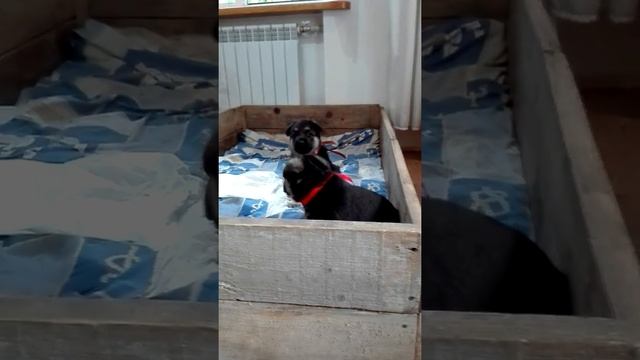 Щенки восточно-европейской овчарки питомник"Вео Виват" смотреть онлайн