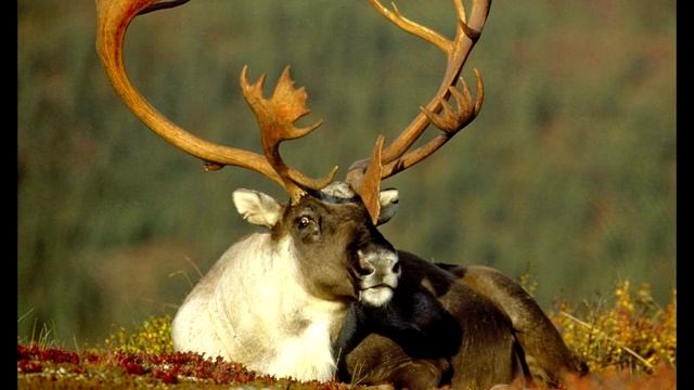 ТОП 10: Необычные блюда народов России