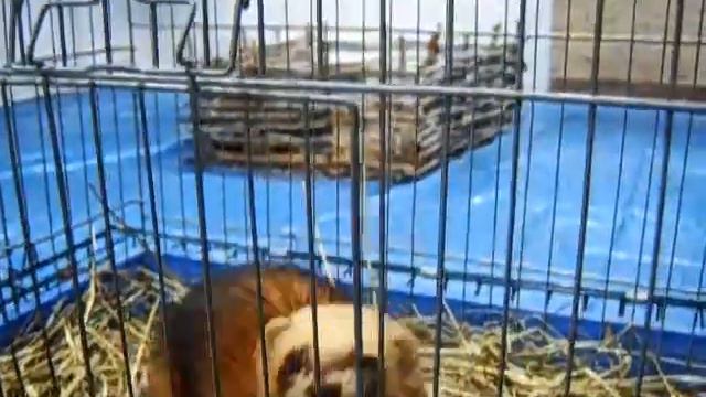 Хорек - http://zooteatr.ru/video-s-prazdnikov/ 8(965)380-13-11 смотреть онлайн