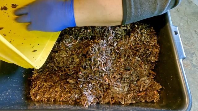 Merge ENC worm "breeder" buckets into a single bin - vermicompost смотреть онлайн