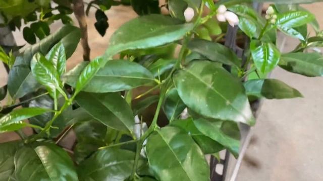 Обзор цитрусов: Лаймы. Персидский лайм Таити и каирский лайм