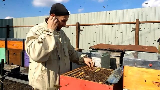 Пропавшая матка весной...Что делать?..