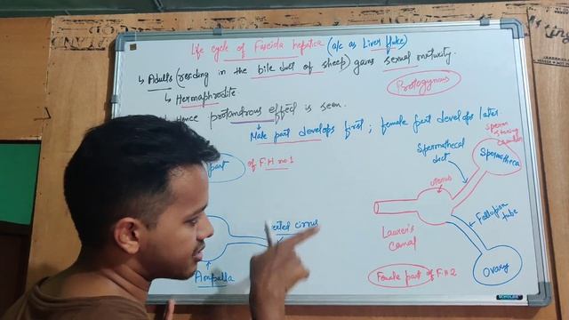 Phylum platyhelminthes part-2 ( animal kingdom) смотреть онлайн