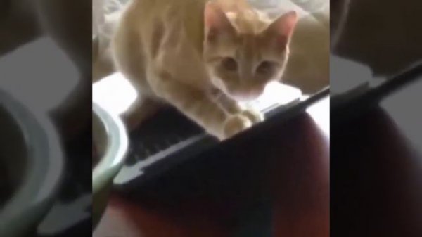 Funniest Animals ? - Best Of The 2020 Funny Animal Videos ? - Cutest Animals E