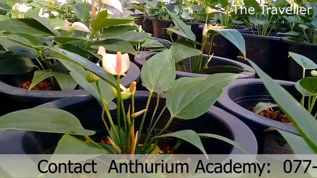 Success Stories of Anthurium Academy - Ms. Mallika Hettiarachchi смотреть онлайн
