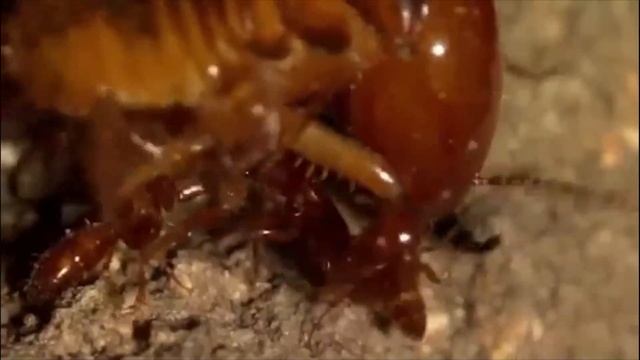 Ants attack Termite mounds and the Queen смотреть онлайн