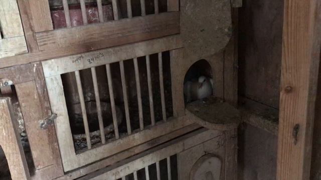 Pigeon Breeding Thomas 6, Kittles Pitbull. Janssen Brothers olde Merck throwback Whitey смотреть онлайн