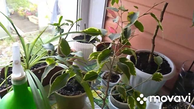 Купила грунт и пересаживаю цветы.