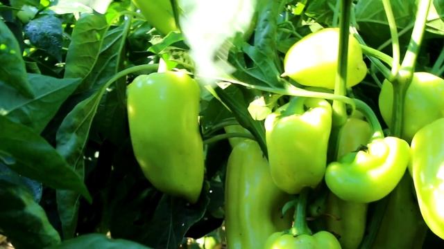 Вы удивитесь, но причина в этом! Почему вянут перцы в открытом грунте или в теплице и поникли листь смотреть онлайн