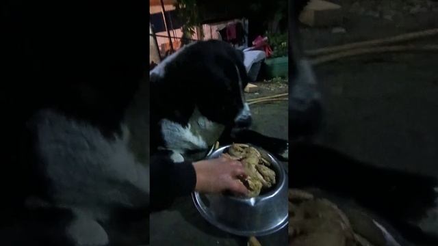 Мария и курочки #ямыилюша #помощьбездомнымживотным #анапа #raccoon #енотики #море #reels #енотилюша