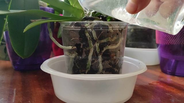 КАК ПОЛИВАТЬ ОРХИДЕИ ЗИМОЙ? МОЙ ОПЫТ #орхидеи #полив #зима #мокрыепяточки #поливорхидей #фаленопсис смотреть онлайн