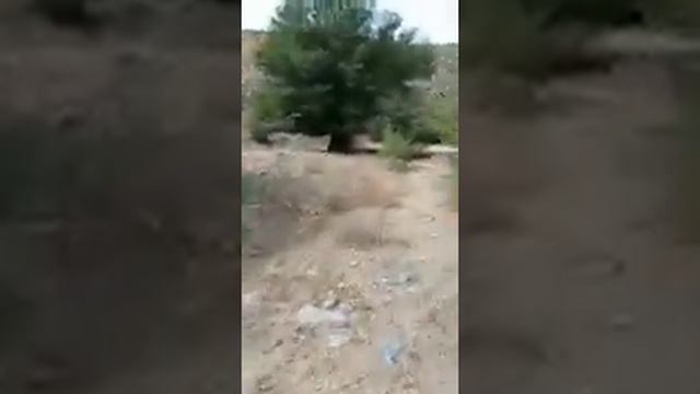 Кентау. Горы Каратау. Ущелье Кызыл Ата. смотреть онлайн