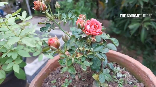 Flower Garden | video Taken From Friends Home | Lockdown Dayz | 13th May 2021 смотреть онлайн