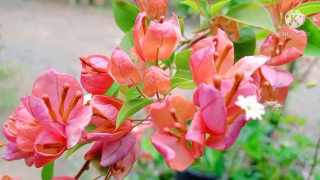 Chinese Sleeping Beauty Rare Variegated Bougainvillea@MomsieandKuyaKenneth