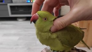 ручной ожереловый попугай