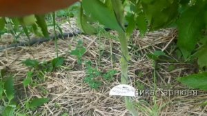 Томат Шоколадное Сердце, удивительно красивый , огромный и вкусный