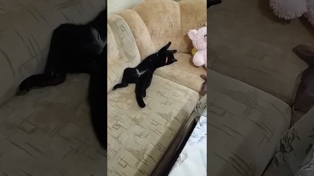 Самый ленивый кот в мире! смотреть онлайн
