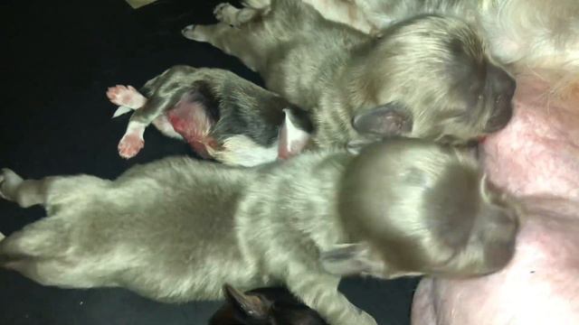 Shih tzu one week old lavender blue tan white смотреть онлайн