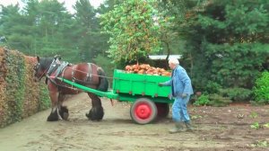 Лошадь тяжеловоз, собирают  урожая.