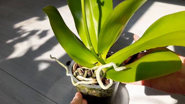 Ароматная Орхидея Phalaenopsis Sweet Memory “Liodoro” смотреть онлайн