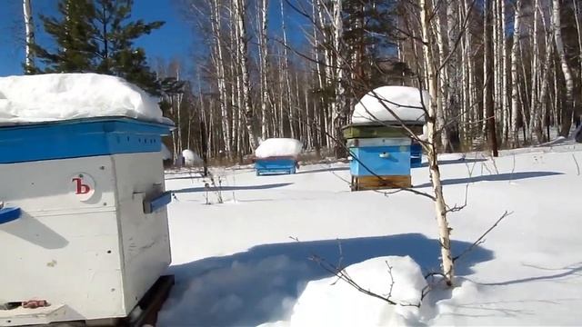 ДОСТАЛИ ЕГЭ ПЧЕЛОВОДЫ , ЗИМНЯЯ ЛОВУШКА ДЛЯ ВАРРОА... смотреть онлайн