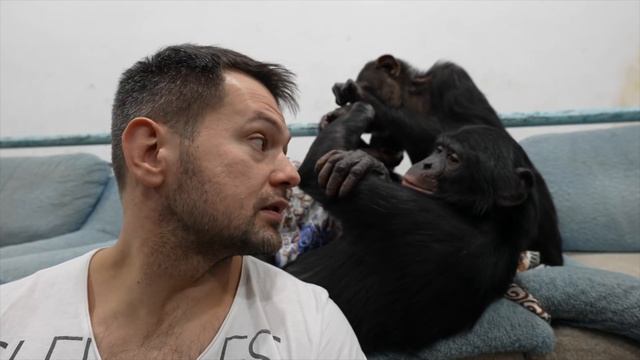 Какие у нас новости сегодня? | Дан Запашный про шимпанзе Мальту | Всё не просто смотреть онлайн