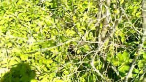 Тёрн обрезка часть 2.Как обрезать терн.Как обрезать сливу