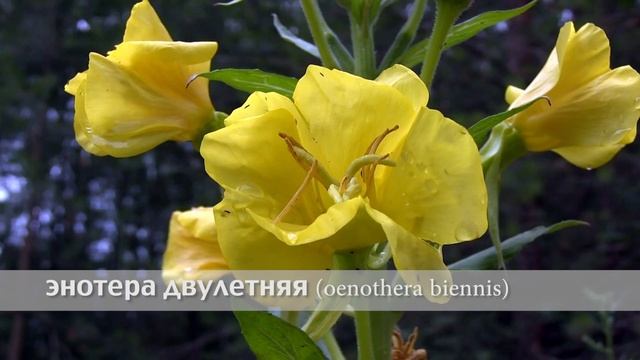 энотера двулетняя смотреть онлайн