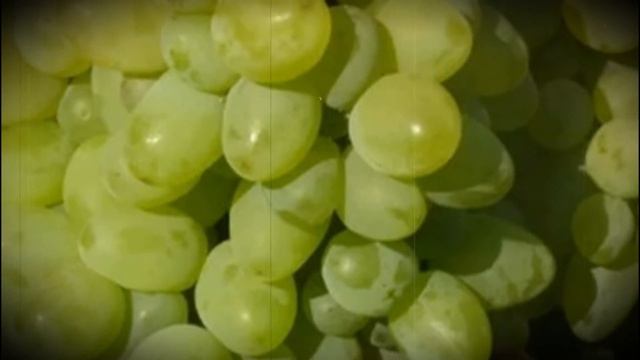 Виноград холодоустойчивый Бажена смотреть онлайн
