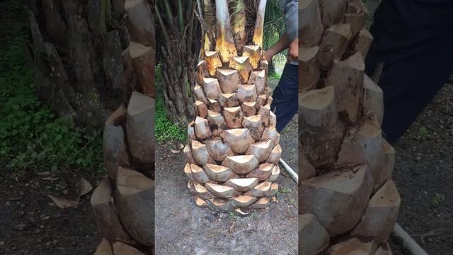Pindo Palm Diamond Cut/The Tree Planters/Planted and Guaranteed/Serving Central Florida For 50 Year смотреть онлайн