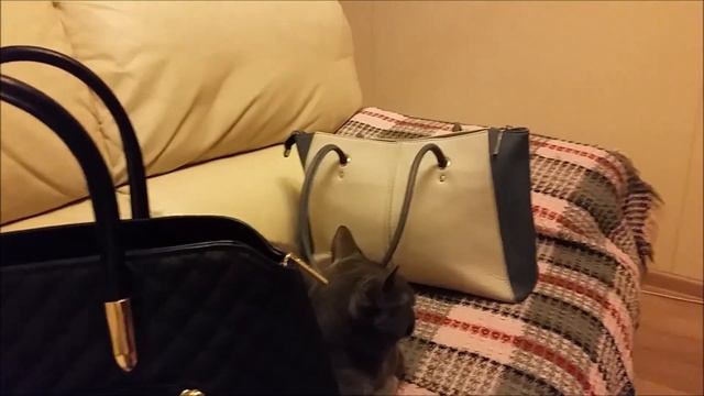 Худею Онлайн/Отчётный Понедельник/ Новая сумка! смотреть онлайн