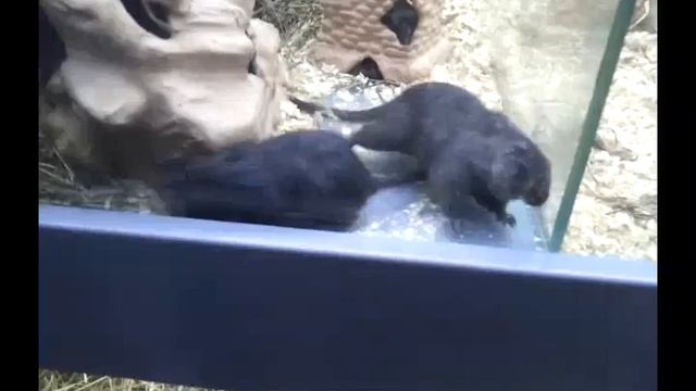 Зоопарк смотреть онлайн