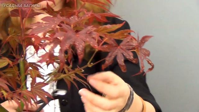 Бонсай из клена (ч.6). смотреть онлайн