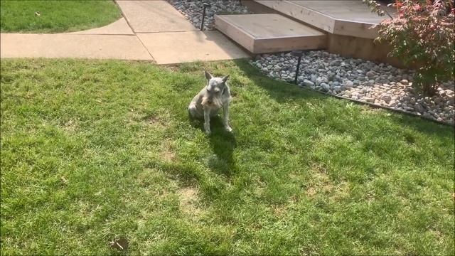 It's An Invasion | Life With 7 Schnauzers смотреть онлайн