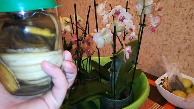 Банановый чай и лимонный сок ВКУСНЯШКИ ДЛЯ ОРХИДЕЙ 100% смотреть онлайн