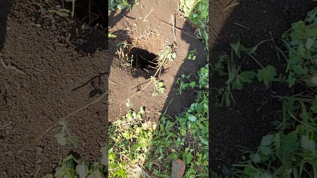 Новый мотобур смотреть онлайн