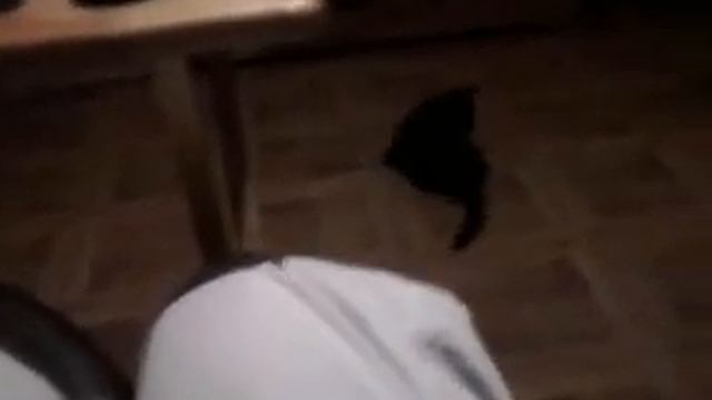 CatSpin смотреть онлайн
