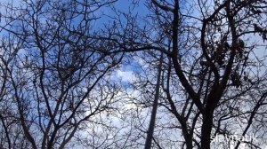 Высоторез для обрезки деревьев своими руками