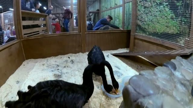 Детский Контактный Зоопарк Страна ЕНОТиЯ в Киеве Ева посетили контактный зоопарк Страна ЕНОТи смотреть онлайн