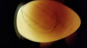 Гусиные яйца проверяем на оплод....