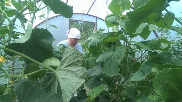 Огородные дела/Собираю ягоды. смотреть онлайн
