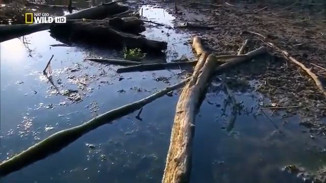 дикие острова